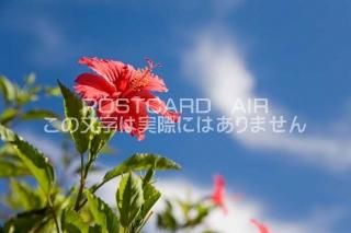 <img class='new_mark_img1' src='https://img.shop-pro.jp/img/new/icons1.gif' style='border:none;display:inline;margin:0px;padding:0px;width:auto;' />츩 ܸԡϥӥΥݥȥսϤPhotoby.com