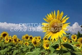 <img class='new_mark_img1' src='https://img.shop-pro.jp/img/new/icons1.gif' style='border:none;display:inline;margin:0px;padding:0px;width:auto;' /> λԡҤޤȪΥݥȥսϤPhotoby.com