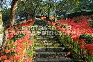 <img class='new_mark_img1' src='https://img.shop-pro.jp/img/new/icons1.gif' style='border:none;display:inline;margin:0px;padding:0px;width:auto;' />ɸ ˻ԡֺ߲餯δΥݥȥսϤPhotoby.com