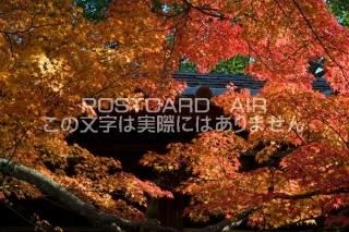 <img class='new_mark_img1' src='https://img.shop-pro.jp/img/new/icons1.gif' style='border:none;display:inline;margin:0px;padding:0px;width:auto;' /> ԻԡդΥݥȥսϤPhotoby.com