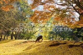 <img class='new_mark_img1' src='https://img.shop-pro.jp/img/new/icons1.gif' style='border:none;display:inline;margin:0px;padding:0px;width:auto;' />ɸ ɻԡդοȼΥݥȥսϤPhotoby.com