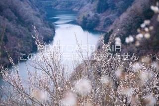 <img class='new_mark_img1' src='https://img.shop-pro.jp/img/new/icons1.gif' style='border:none;display:inline;margin:0px;padding:0px;width:auto;' />ɸ ɻԡ߷̤ΥݥȥսϤPhotoby.com