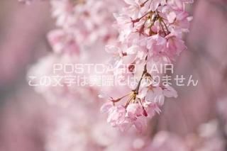<img class='new_mark_img1' src='https://img.shop-pro.jp/img/new/icons1.gif' style='border:none;display:inline;margin:0px;padding:0px;width:auto;' /> Իԡ쥶ΥݥȥսϤPhotoby.com