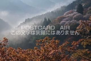 <img class='new_mark_img1' src='https://img.shop-pro.jp/img/new/icons1.gif' style='border:none;display:inline;margin:0px;padding:0px;width:auto;' />ɸ 仺 ΥݥȥսϤPhotoby.com