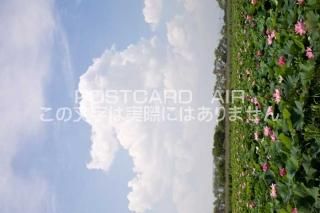 <img class='new_mark_img1' src='https://img.shop-pro.jp/img/new/icons1.gif' style='border:none;display:inline;margin:0px;padding:0px;width:auto;' />츩 Żԡϥβ֤ȲƱΥݥȥսϤPhotoby.com