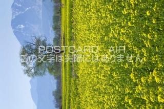 <img class='new_mark_img1' src='https://img.shop-pro.jp/img/new/icons1.gif' style='border:none;display:inline;margin:0px;padding:0px;width:auto;' />Ĺ ӻԡڤβȪΥݥȥսϤPhotoby.com