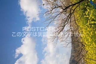 <img class='new_mark_img1' src='https://img.shop-pro.jp/img/new/icons1.gif' style='border:none;display:inline;margin:0px;padding:0px;width:auto;' />²λ ߤʤĮڤβ֤ӤΥݥȥսϤPhotoby.com