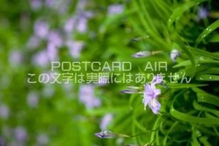 <img class='new_mark_img1' src='https://img.shop-pro.jp/img/new/icons1.gif' style='border:none;display:inline;margin:0px;padding:0px;width:auto;' />縩 ̾Įҥ᥷㥬ΥݥȥսϤPhotoby.com