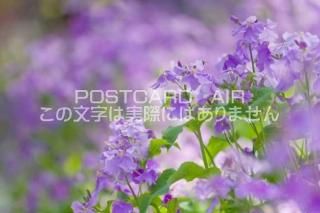 <img class='new_mark_img1' src='https://img.shop-pro.jp/img/new/icons1.gif' style='border:none;display:inline;margin:0px;padding:0px;width:auto;' /> Իԡ饵ϥʥʤΥݥȥսϤPhotoby.com