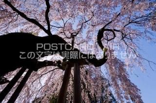 <img class='new_mark_img1' src='https://img.shop-pro.jp/img/new/icons1.gif' style='border:none;display:inline;margin:0px;padding:0px;width:auto;' />ɸ ɻԡɹҤΤΥݥȥսϤPhotoby.com