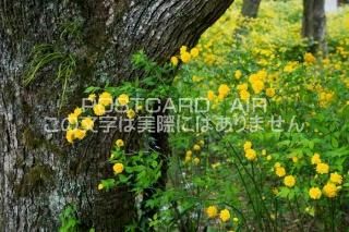 <img class='new_mark_img1' src='https://img.shop-pro.jp/img/new/icons1.gif' style='border:none;display:inline;margin:0px;padding:0px;width:auto;' /> Ի ޥ֥ΥݥȥսϤPhotoby.com
