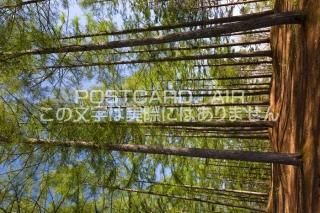 <img class='new_mark_img1' src='https://img.shop-pro.jp/img/new/icons1.gif' style='border:none;display:inline;margin:0px;padding:0px;width:auto;' />ڥݥȥAIRʡĹ ̰޷¼ ФΥޥӤΥݥȥսϤPhotoby.com