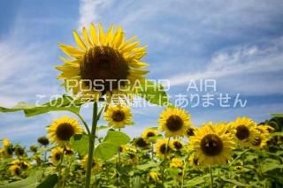 <img class='new_mark_img1' src='https://img.shop-pro.jp/img/new/icons1.gif' style='border:none;display:inline;margin:0px;padding:0px;width:auto;' />ڥݥȥAIRʡʼ˸ ѷĮҤޤȪΥݥȥսϤϥPhotoby.com