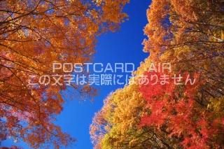 <img class='new_mark_img1' src='https://img.shop-pro.jp/img/new/icons1.gif' style='border:none;display:inline;margin:0px;padding:0px;width:auto;' />ܤʥݥȥɤAIRۻ α ٻβϸĮĶȹդΥݥȥսϤϥPhotoby.com