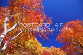 <img class='new_mark_img1' src='https://img.shop-pro.jp/img/new/icons1.gif' style='border:none;display:inline;margin:0px;padding:0px;width:auto;' />ܤʥݥȥɤAIRۻ α ٻβϸĮĶȹդΥݥȥսϤϥPhotoby.com