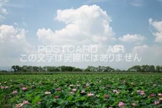 <img class='new_mark_img1' src='https://img.shop-pro.jp/img/new/icons1.gif' style='border:none;display:inline;margin:0px;padding:0px;width:auto;' />ܤʥݥȥɤAIRۼ츩 Żԥϥβ֤ȲƱΥݥȥսϤϥPhotoby.com