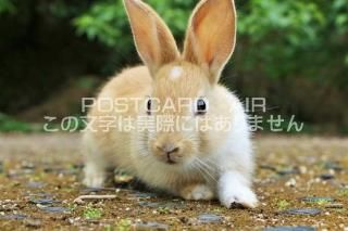 <img class='new_mark_img1' src='https://img.shop-pro.jp/img/new/icons1.gif' style='border:none;display:inline;margin:0px;padding:0px;width:auto;' />ܤʥݥȥɡ۹縩Τ򸫤뤦ΤϤϥս  /YOSHIO IWASAWA