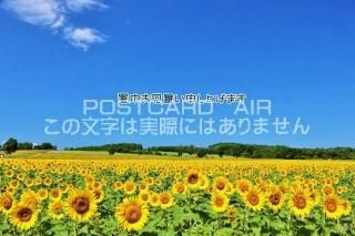 <img class='new_mark_img1' src='https://img.shop-pro.jp/img/new/icons1.gif' style='border:none;display:inline;margin:0px;padding:0px;width:auto;' />ڽ渫񤤥ݥȥAIRֽۡ椪񤤿夲ޤ׸ΤϤϥս  /YOSHIO IWASAWA