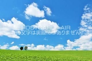 <img class='new_mark_img1' src='https://img.shop-pro.jp/img/new/icons1.gif' style='border:none;display:inline;margin:0px;padding:0px;width:auto;' />ܤΥݥȥAIR̳ƻ͡ƻҤڤΤϤϥս  /YOSHIO IWASAWA