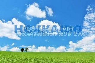 <img class='new_mark_img1' src='https://img.shop-pro.jp/img/new/icons1.gif' style='border:none;display:inline;margin:0px;padding:0px;width:auto;' />ܤΥݥȥAIRۡHOKKAIDO̳ƻʤΤϤϥս  /YOSHIO IWASAWA