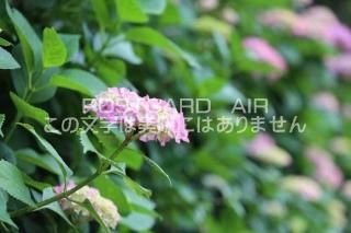 <img class='new_mark_img1' src='https://img.shop-pro.jp/img/new/icons1.gif' style='border:none;display:inline;margin:0px;padding:0px;width:auto;' />ܤʥݥȥAIRĻढ۲֤ƻ2020ǯսϥϤ photo by MIRO