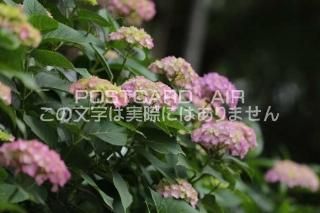 <img class='new_mark_img1' src='https://img.shop-pro.jp/img/new/icons1.gif' style='border:none;display:inline;margin:0px;padding:0px;width:auto;' />ܤʥݥȥAIRĻढ۲֤ƻ2020ǯսϥϤ photo by MIRO