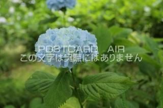 <img class='new_mark_img1' src='https://img.shop-pro.jp/img/new/icons1.gif' style='border:none;display:inline;margin:0px;padding:0px;width:auto;' />ܤʥݥȥAIRۺ̸Ʋλ۲֤Ŀ2020ǯսϥϤ photo by MIRO