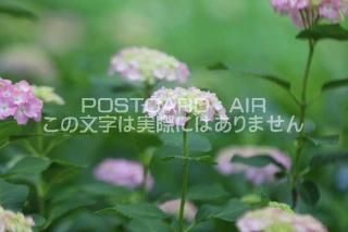 <img class='new_mark_img1' src='https://img.shop-pro.jp/img/new/icons1.gif' style='border:none;display:inline;margin:0px;padding:0px;width:auto;' />ܤʥݥȥAIRۺ̸Ʋλ۲֤2020ǯսϥϤ photo by MIRO
