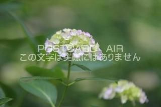 <img class='new_mark_img1' src='https://img.shop-pro.jp/img/new/icons1.gif' style='border:none;display:inline;margin:0px;padding:0px;width:auto;' />ܤʥݥȥAIRۺ̸Ʋλ۲֤2020ǯսϥϤ photo by MIRO