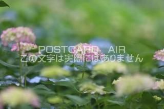 <img class='new_mark_img1' src='https://img.shop-pro.jp/img/new/icons1.gif' style='border:none;display:inline;margin:0px;padding:0px;width:auto;' />ܤʥݥȥAIRۺ̸Ʋλ۲֤2020ǯսϥϤ photo by MIRO
