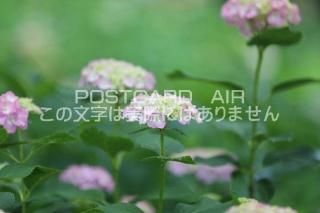 <img class='new_mark_img1' src='https://img.shop-pro.jp/img/new/icons1.gif' style='border:none;display:inline;margin:0px;padding:0px;width:auto;' />ܤʥݥȥAIRۺ̸Ʋλ۲֤2020ǯսϥϤ photo by MIRO