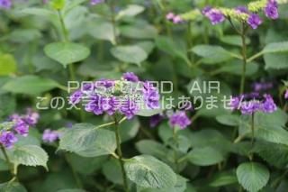 <img class='new_mark_img1' src='https://img.shop-pro.jp/img/new/icons1.gif' style='border:none;display:inline;margin:0px;padding:0px;width:auto;' />ܤʥݥȥAIRۺ̸Ʋλ۲֤2020ǯսϥϤ photo by MIRO