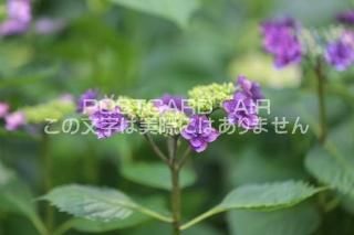 <img class='new_mark_img1' src='https://img.shop-pro.jp/img/new/icons1.gif' style='border:none;display:inline;margin:0px;padding:0px;width:auto;' />ܤʥݥȥAIRۺ̸Ʋλ۲֤2020ǯսϥϤ photo by MIRO