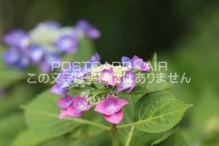 <img class='new_mark_img1' src='https://img.shop-pro.jp/img/new/icons1.gif' style='border:none;display:inline;margin:0px;padding:0px;width:auto;' />ܤʥݥȥAIRۺ̸Ʋλ۲֤2020ǯսϥϤ photo by MIRO