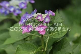 <img class='new_mark_img1' src='https://img.shop-pro.jp/img/new/icons1.gif' style='border:none;display:inline;margin:0px;padding:0px;width:auto;' />ܤʥݥȥAIRۺ̸Ʋλ۲֤2020ǯսϥϤ photo by MIRO