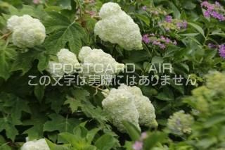 <img class='new_mark_img1' src='https://img.shop-pro.jp/img/new/icons1.gif' style='border:none;display:inline;margin:0px;padding:0px;width:auto;' />ܤʥݥȥAIRۺ̸Ʋλ۲֤2020ǯսϥϤ photo by MIRO