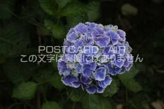 <img class='new_mark_img1' src='https://img.shop-pro.jp/img/new/icons1.gif' style='border:none;display:inline;margin:0px;padding:0px;width:auto;' />ܤʥݥȥAIRۺ̸Ʋλ۲֤Ŀ2020ǯսϥϤ photo by MIRO