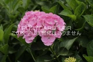 <img class='new_mark_img1' src='https://img.shop-pro.jp/img/new/icons1.gif' style='border:none;display:inline;margin:0px;padding:0px;width:auto;' />ܤʥݥȥAIRۺ̸Ʋλ۲֤2020ǯսϥϤ photo by MIRO