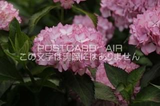<img class='new_mark_img1' src='https://img.shop-pro.jp/img/new/icons1.gif' style='border:none;display:inline;margin:0px;padding:0px;width:auto;' />ܤʥݥȥAIRۺ̸Ʋλ۲֤2020ǯսϥϤ photo by MIRO