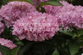 <img class='new_mark_img1' src='https://img.shop-pro.jp/img/new/icons1.gif' style='border:none;display:inline;margin:0px;padding:0px;width:auto;' />ܤʥݥȥAIRۺ̸Ʋλ۲֤2020ǯսϥϤ photo by MIRO
