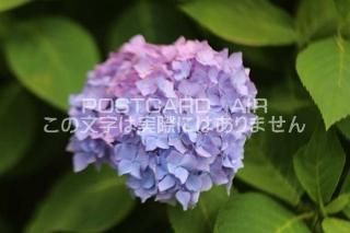 <img class='new_mark_img1' src='https://img.shop-pro.jp/img/new/icons1.gif' style='border:none;display:inline;margin:0px;padding:0px;width:auto;' />ܤʥݥȥAIRۺ̸Ʋλ۲֤2020ǯսϥϤ photo by MIRO