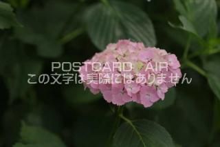 <img class='new_mark_img1' src='https://img.shop-pro.jp/img/new/icons1.gif' style='border:none;display:inline;margin:0px;padding:0px;width:auto;' />ܤʥݥȥAIRۺ̸Ʋλ۲֤2020ǯսϥϤ photo by MIRO