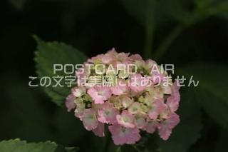 <img class='new_mark_img1' src='https://img.shop-pro.jp/img/new/icons1.gif' style='border:none;display:inline;margin:0px;padding:0px;width:auto;' />ܤʥݥȥAIRۺ̸Ʋλ۲֤2020ǯսϥϤ photo by MIRO