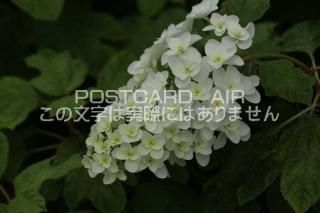 <img class='new_mark_img1' src='https://img.shop-pro.jp/img/new/icons1.gif' style='border:none;display:inline;margin:0px;padding:0px;width:auto;' />ܤʥݥȥAIRۺ̸Ʋλ۲֤2020ǯսϥϤ photo by MIRO