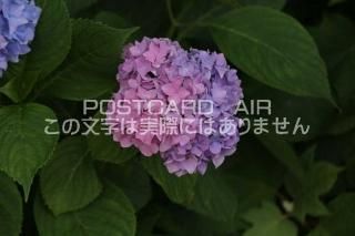 <img class='new_mark_img1' src='https://img.shop-pro.jp/img/new/icons1.gif' style='border:none;display:inline;margin:0px;padding:0px;width:auto;' />ܤʥݥȥAIRۺ̸Ʋλ۲֤2020ǯսϥϤ photo by MIRO