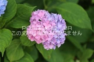 <img class='new_mark_img1' src='https://img.shop-pro.jp/img/new/icons1.gif' style='border:none;display:inline;margin:0px;padding:0px;width:auto;' />ܤʥݥȥAIRۺ̸Ʋλ۲֤2020ǯսϥϤ photo by MIRO
