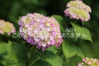 <img class='new_mark_img1' src='https://img.shop-pro.jp/img/new/icons1.gif' style='border:none;display:inline;margin:0px;padding:0px;width:auto;' />ܤʥݥȥAIRۺ̸Ʋλ۲֤2020ǯսϥϤ photo by MIRO