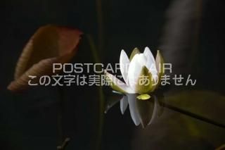 <img class='new_mark_img1' src='https://img.shop-pro.jp/img/new/icons1.gif' style='border:none;display:inline;margin:0px;padding:0px;width:auto;' />ܤʥݥȥAIR۷ϸŻԿ̤⤯ϡΤϤϥս  /photo by SHIGERU MURASHIGE