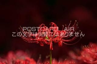 <img class='new_mark_img1' src='https://img.shop-pro.jp/img/new/icons1.gif' style='border:none;display:inline;margin:0px;padding:0px;width:auto;' />ܤʥݥȥAIRۺ̸Զ߲֤ҤФʤΤϤϥս  /photo by SHIGERU MURASHIGE