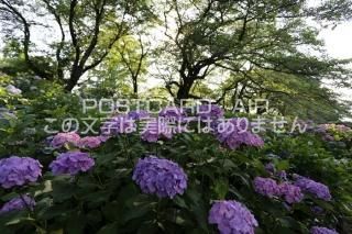 <img class='new_mark_img1' src='https://img.shop-pro.jp/img/new/icons1.gif' style='border:none;display:inline;margin:0px;padding:0px;width:auto;' />ܤʥݥȥAIRۺ̸Ʋλ۲֤2020ǯսϥϤ photo by MIRO
